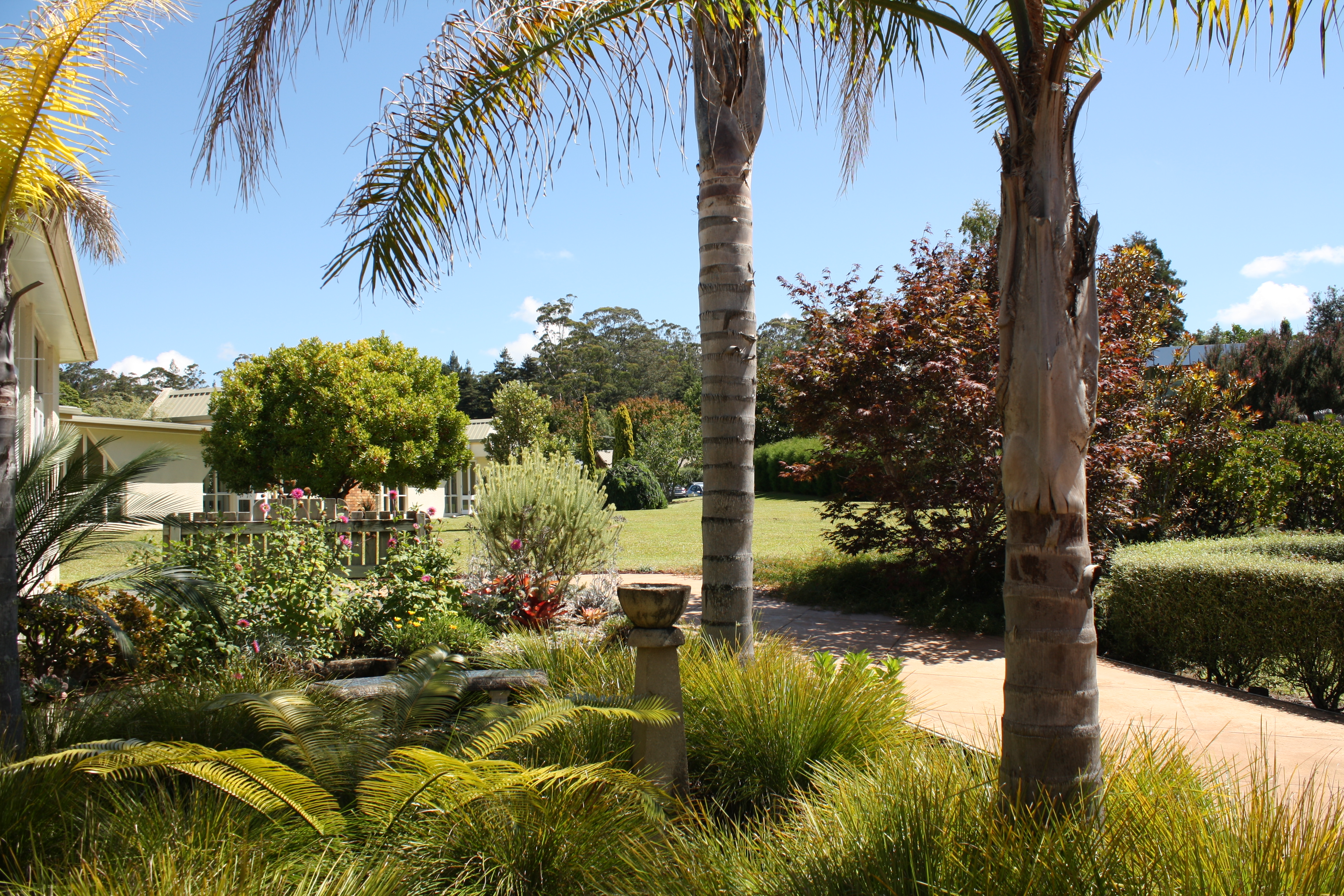 Kerikeri Village Nursery Sells Quality Natives Shrubs Annuals