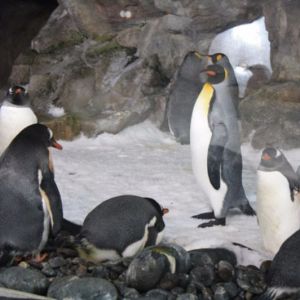 Cute-penguins.jpg