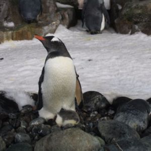 A-baby-penguin-nestles-into-it-s-parent.jpg