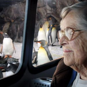 Barbara-enjoys-a-second-trip-arounfd-the-penguin-enclosure.jpg